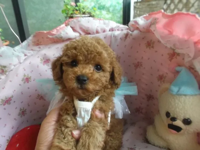 ID:1408-01044の子犬