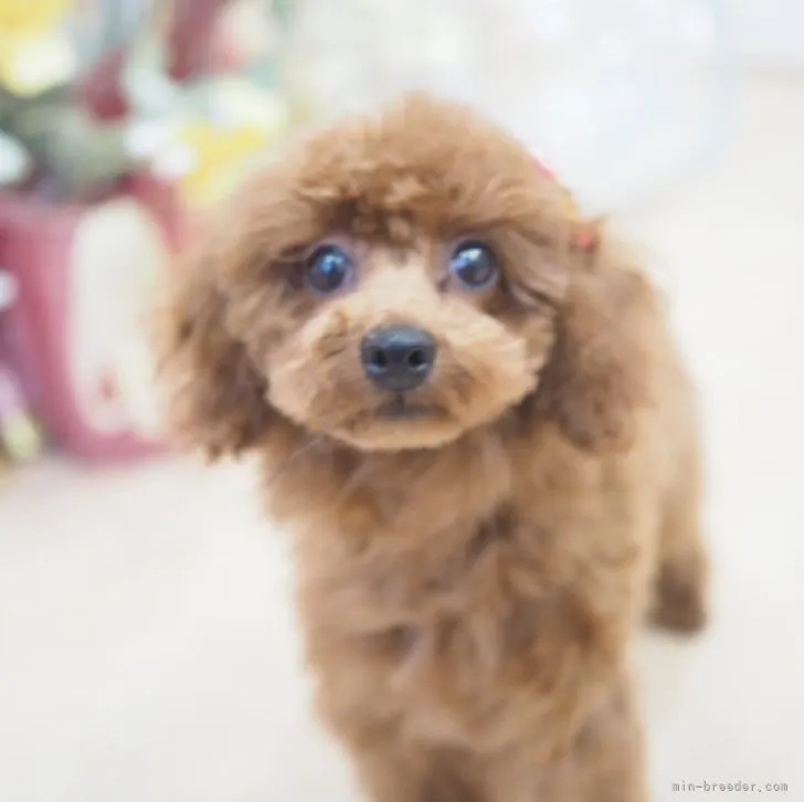 ID:2301-02495の子犬