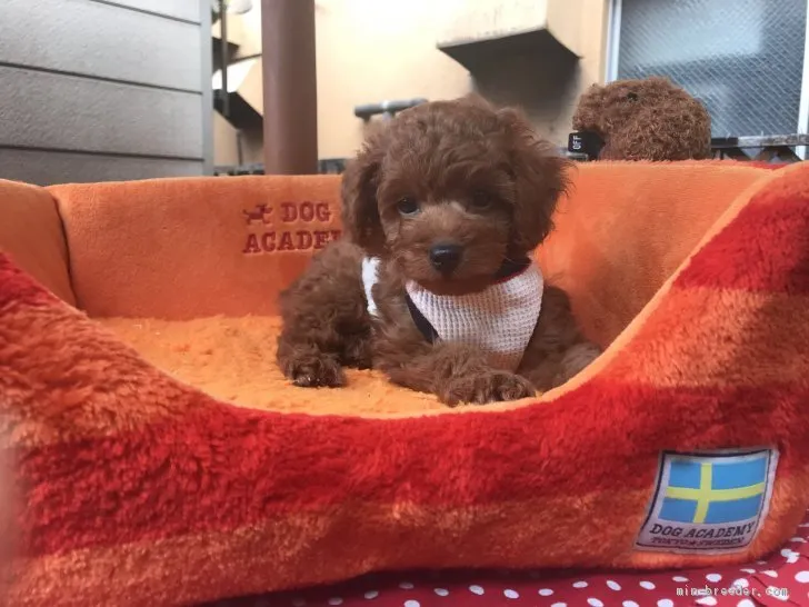 ID:1904-03047の子犬