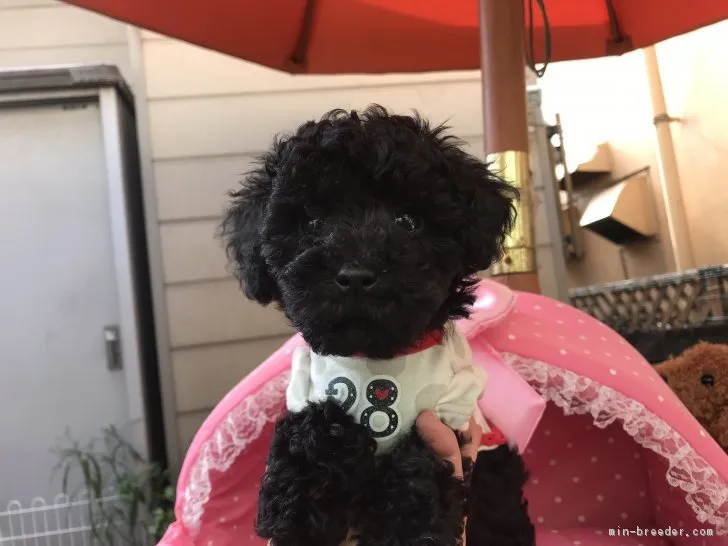 ID:1810-02147の子犬