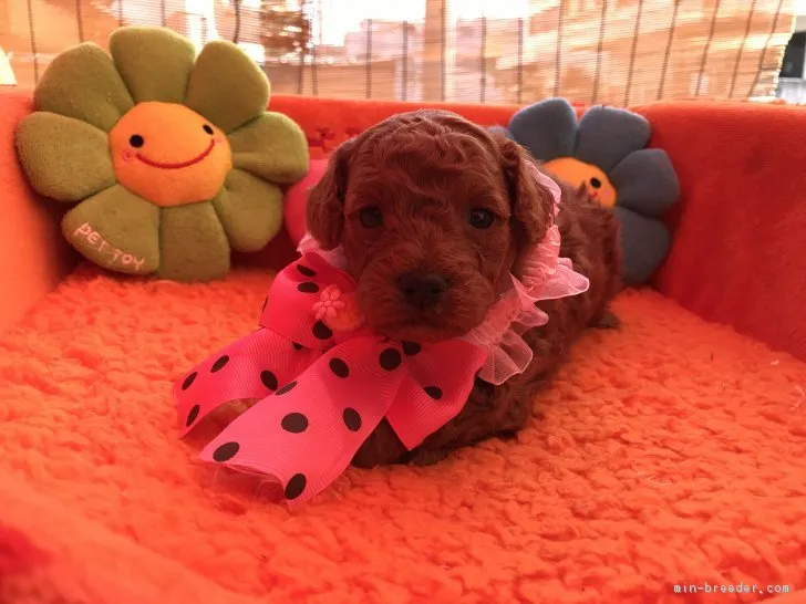 mai 様のお迎えした子犬