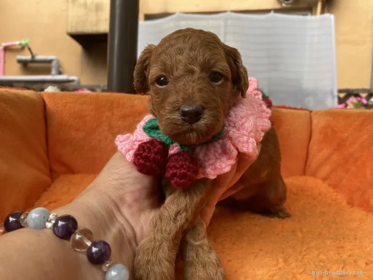ID:2106-01281の子犬