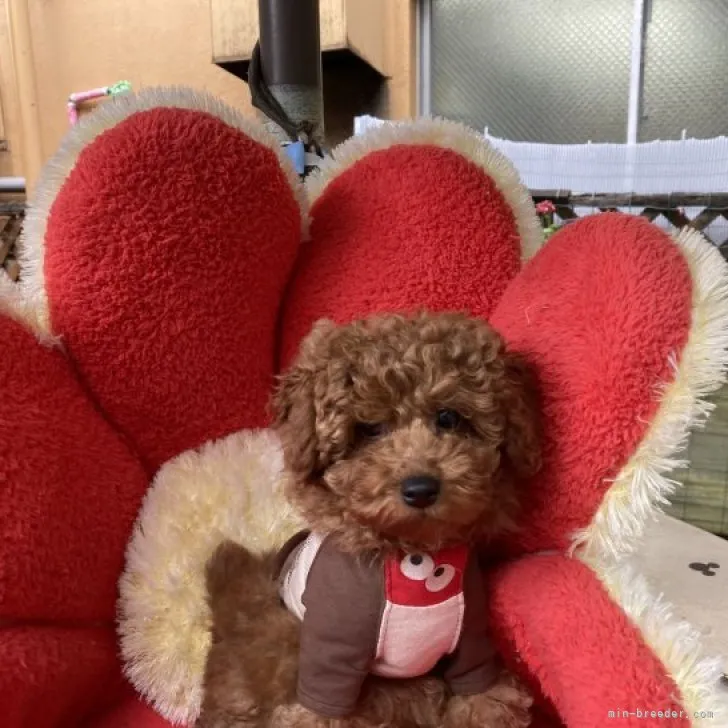 ID:2304-00955の子犬