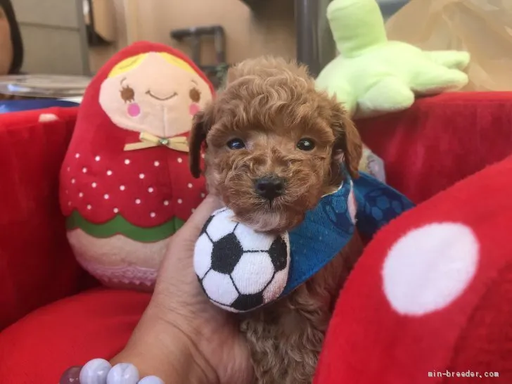 ID:1911-00208の子犬