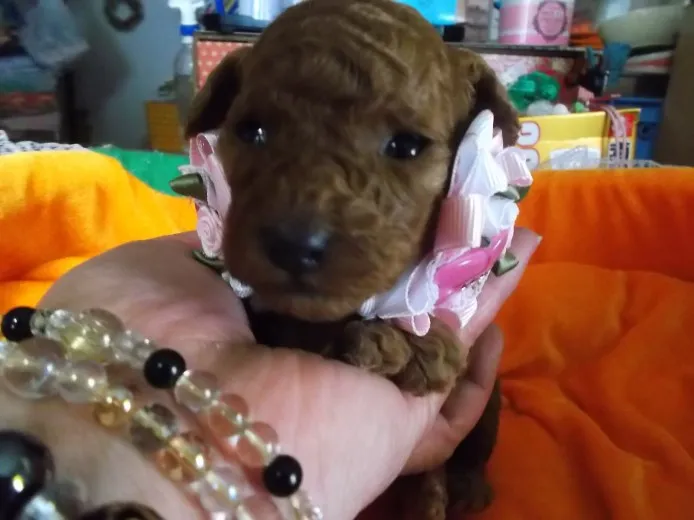 ID:1301-00379の子犬