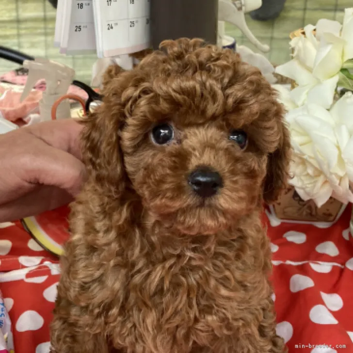 ID：2304-00958の子犬