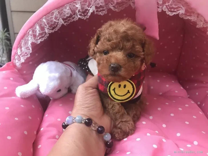 ID:1905-01912の子犬