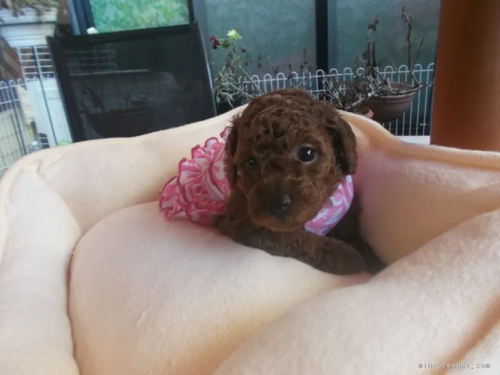 ID:1708-02200の子犬