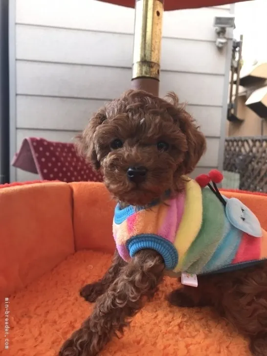 ID：1901-00050の子犬