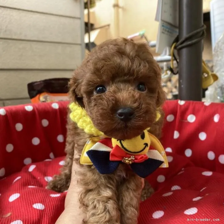 ID:2208-03029の子犬