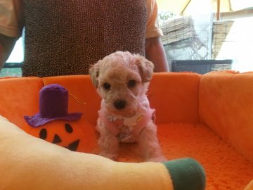 トイプードル(タイニー)【兵庫県・女の子・2017年9月6日・クリーム】の写真「可愛いクリーム姫」