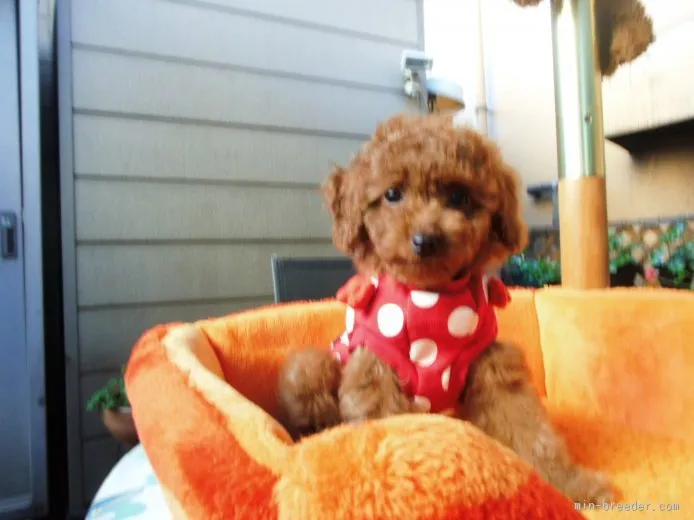 yuzuさま確認用☺︎わんこふく yuzuさま確認用☺︎わんこふく 犬服 - メルカリ