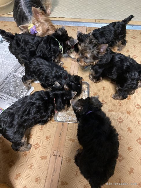 2022 子犬のご飯｜片野田　優子(かたのだ　ゆうこ)ブリーダー(神奈川県・ヨークシャーテリア・JKC登録)の紹介写真7
