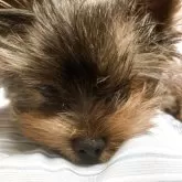 ヨークシャーテリア【神奈川県・男の子・2025年6月23日・スチールブルー&タン】の写真12「顔のアップ」