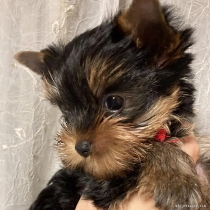 ID：2209-04308の子犬