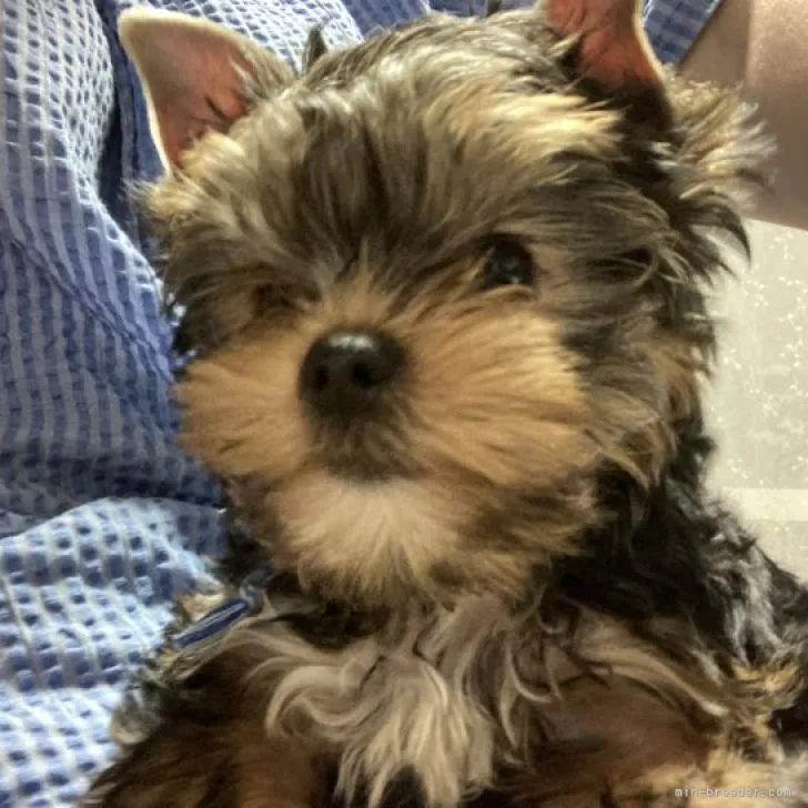 ID:2209-04813の子犬