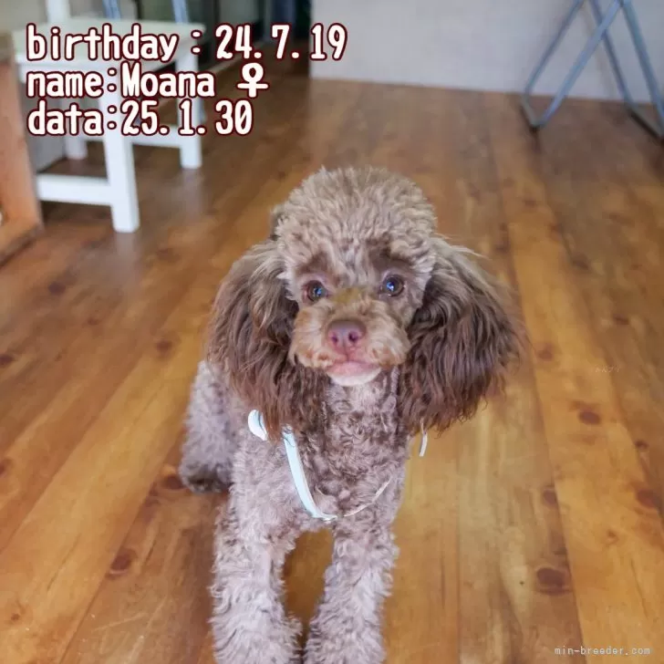 ID:2409-03176の子犬