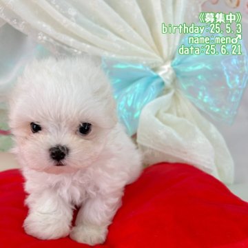マルチーズ【鹿児島県・男の子・2025年5月3日・ホワイト】の写真「まん丸お顔の可愛い子」