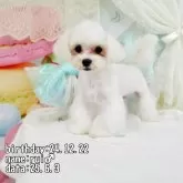 マルチーズ