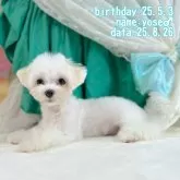マルチーズ【鹿児島県・男の子・2025年5月3日・ホワイト】の写真3