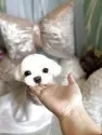 マルチーズ【鹿児島県・男の子・2025年5月3日・ホワイト】の写真7「パパワンコです」