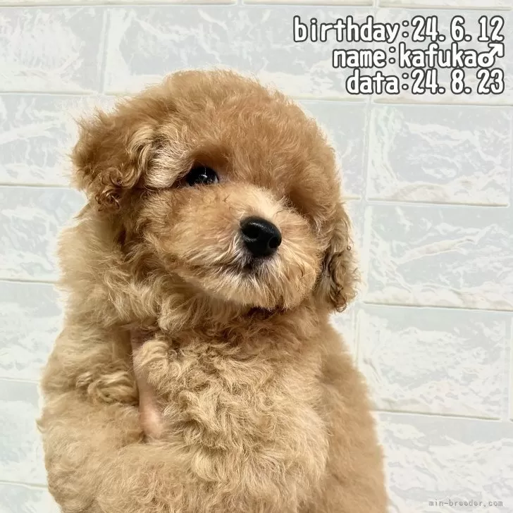 ID:2407-03937の子犬