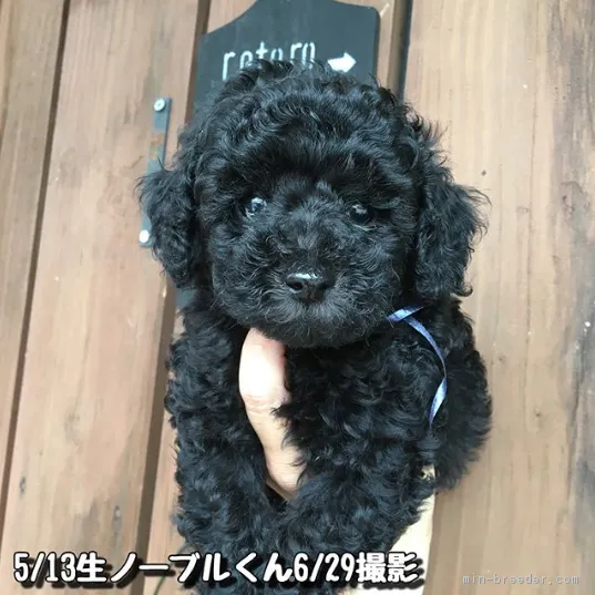 ID：1807-00078の子犬