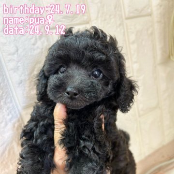 トイプードル(トイ)【鹿児島県・女の子・2024年7月19日・ブラック】の写真「癒し系」