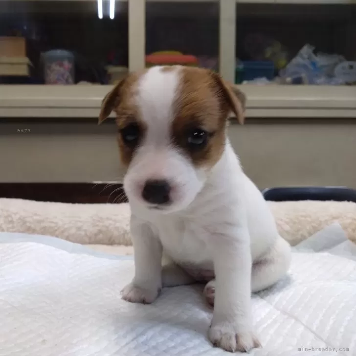 ID:2501-05047の子犬