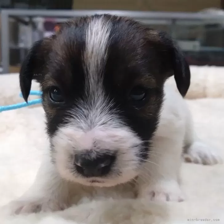ID:2502-03995の子犬