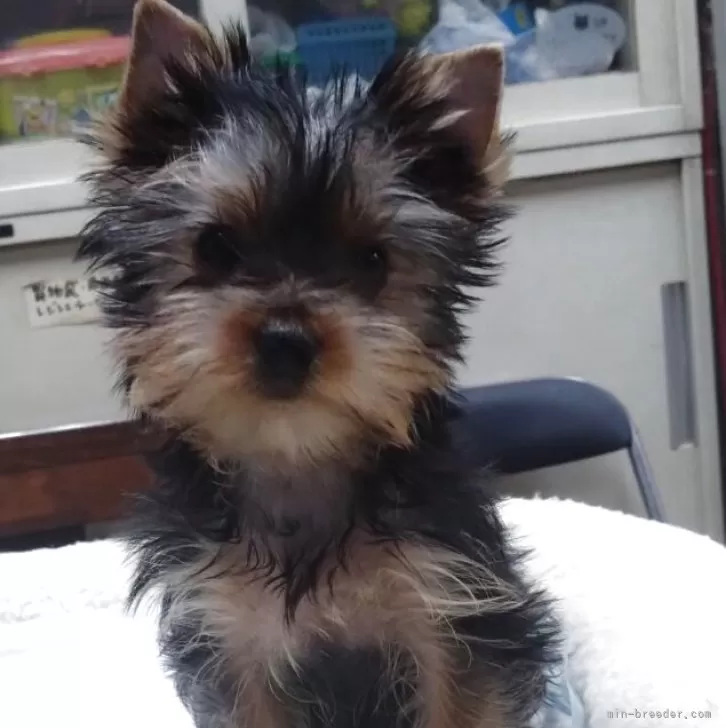 ID:2505-05621の子犬