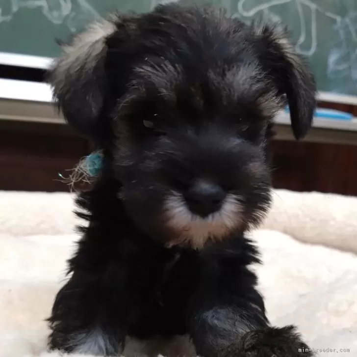 ID：2501-05565の子犬