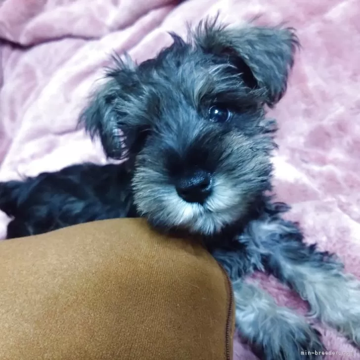 I.Y 様のお迎えした子犬