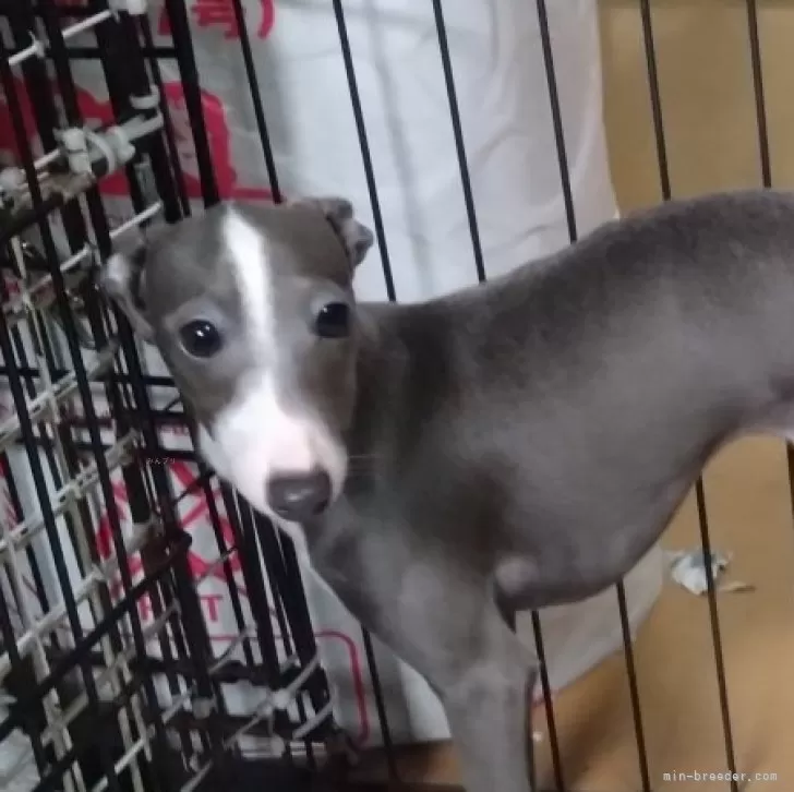 ID:2502-00408の子犬
