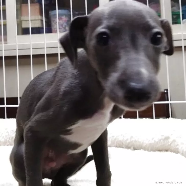 ID：2504-03636の子犬