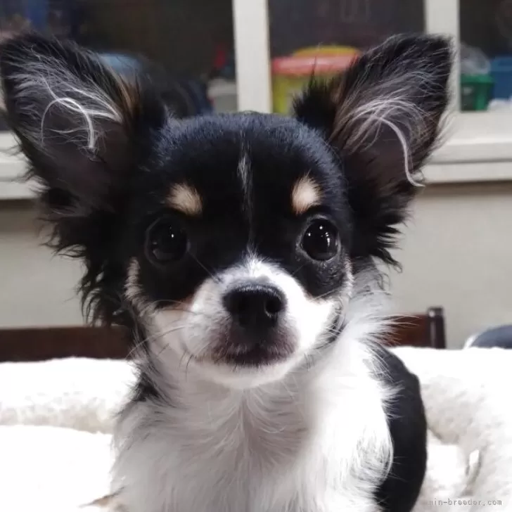 あけあけ 様のお迎えした子犬