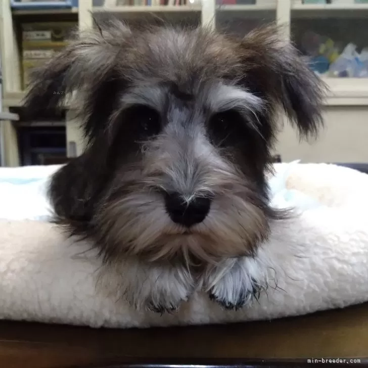 F.B 様のお迎えした子犬