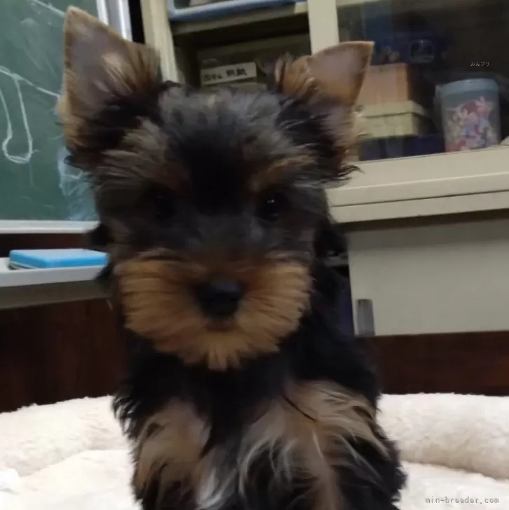 ID:2411-06767の子犬