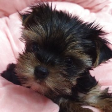 ヨークシャーテリア【愛知県・女の子・2025年8月27日・スチールブルー&タン】の写真「小振りで人懐こい甘えん坊さん。」