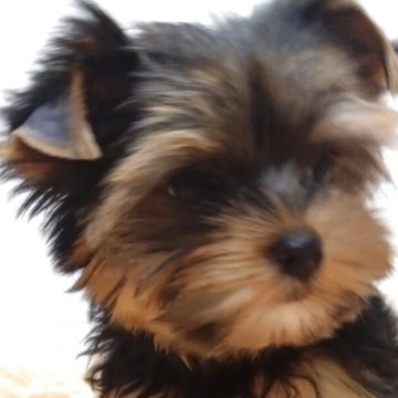 ヨークシャーテリア【愛知県・女の子・2025年8月27日・スチールブルー&タン】の写真「小振りで人懐こい甘えん坊さん。」