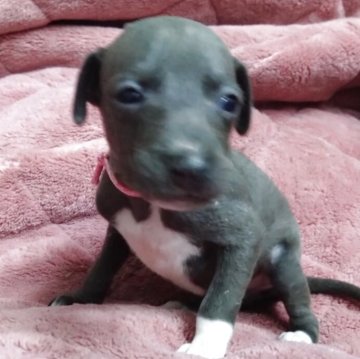 ピピページ❣️イタリアングレーハウンド 美しいイタリアングレーハウンド | Dog Design PRIDE