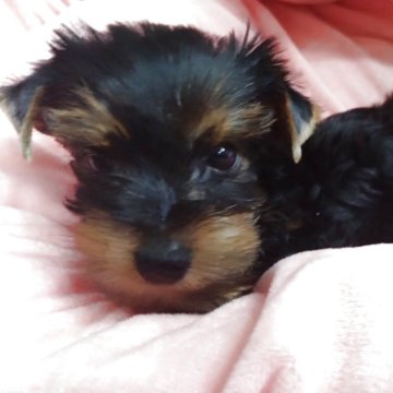 ヨークシャーテリア【愛知県・男の子・2025年8月27日・スチールブルー&タン】の写真「明るく人懐こい甘えん坊です。」