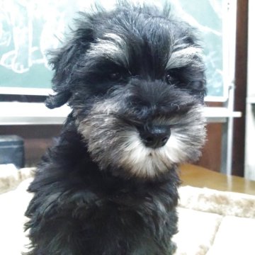 ミニチュアシュナウザー【愛知県・男の子・2025年9月3日・ブラックシルバー】の写真「明るく人懐こい甘えん坊君。」