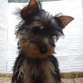 ヨークシャーテリア