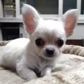 チワワ(ロング)