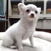 チワワ(ロング)