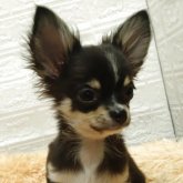 チワワ(ロング)