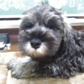 ミニチュアシュナウザー