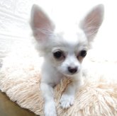 チワワ(ロング)