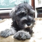 ミニチュアシュナウザー